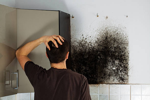 Best Attic Mold Remediation in Sea Cliff, NY